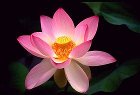 Lotusblumea.jpg